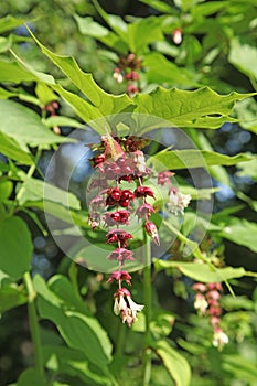 Leycesteria formosa (pheasant tree) flower