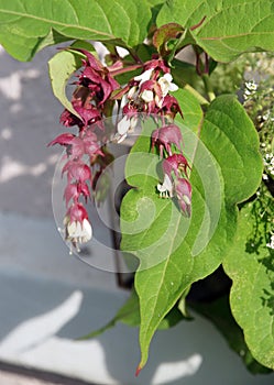 Leycesteria formosa - Purple Rain - Pheasant Berry Himalayan Honeysuckle