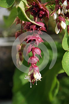 Leycesteria formosa - Purple Rain - Pheasant Berry Himalayan Honeysuckle