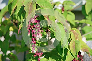 Leycesteria formosa - Purple Rain - Pheasant Berry Himalayan Honeysuckle