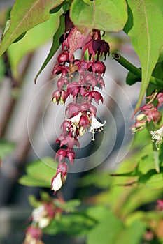 Leycesteria formosa - Purple Rain - Pheasant Berry Himalayan Honeysuckle