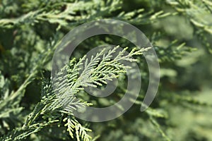 Leyland cypress