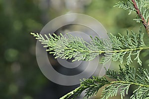 Leyland cypress