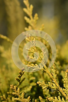 Leyland cypress Castlewellan Gold