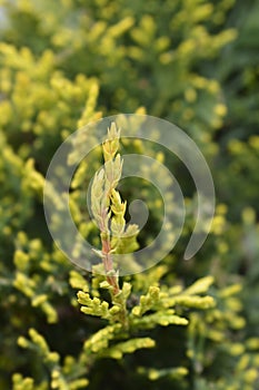 Leyland cypress Castlewellan Gold