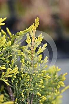 Leyland cypress Castlewellan Gold