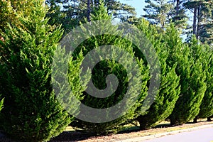 Leyland Cypress Trees