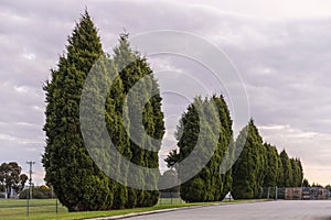 Leyland Cypress Trees Lining the Roadside