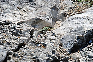 Lezard on rocks