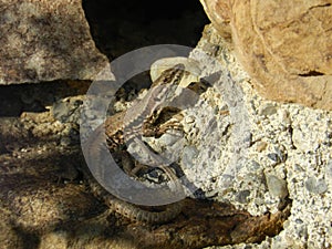 Lezard sunbathing on rocks