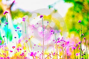 LFair right blur focus pink fields winter fields outdoor tree flawer garden colorful green nature summer