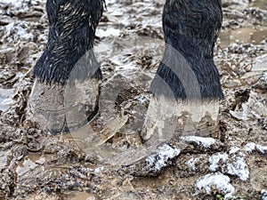 lFeet of horses standing in the wet dirt