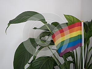 lgbti flag with a background of plants that give it a more exotic touch. Commemoration of the lgbti day