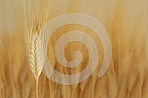 Lght background of yellow natural wheat field