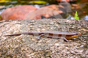 Lguana animal,small chameleon with stone