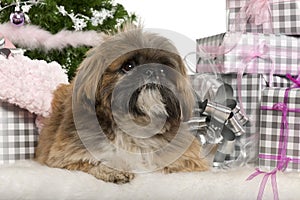 Lhasa Apso, 1 year old, lying with Christmas