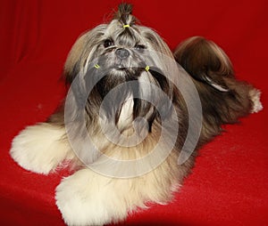 Lhasa Apso
