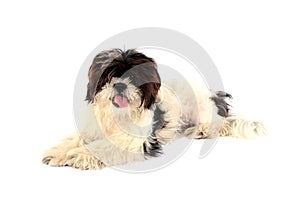 Lhasa Apso