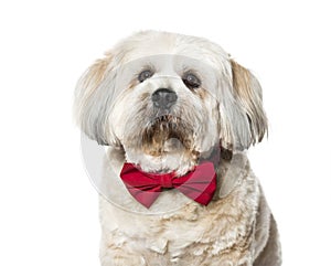 Lhasa apso in bow tie against white background