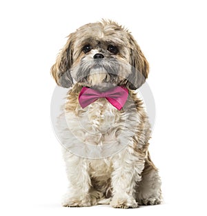 Lhasa Apso in bow tie against white background