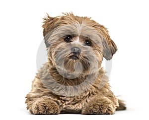 Lhasa apso dog, 8 months old, lying against white background