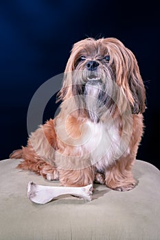 Lhasa Apso dog breed