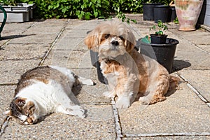Lhasa Apso dog and cat in a garden