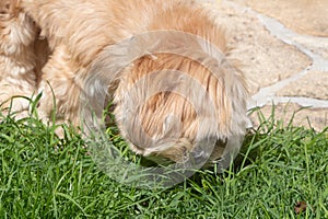 Lhasa Apso dog eating grass in a garden