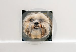 Lhasa apso dog looking through cat flap