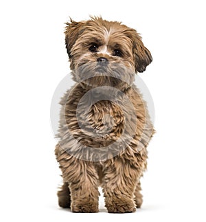 Lhasa apso dog, 8 months old, sitting against white background