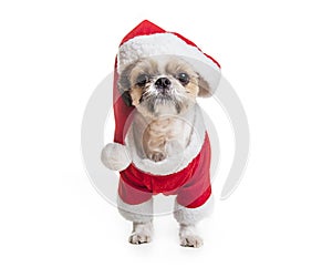 Lhasa Apso Dog over a white background