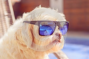 Lhasa apso dog taking sunbath and wearing blue sunglasses