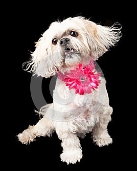 Lhasa Apso Dog Wearing Pink Flower Collar