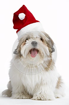 Lhasa Apso Dog Wearing Santa Hat