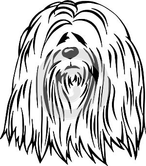 Lhasa Apso Illustration