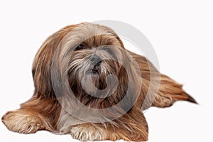 Lhasa Apso isolated at white background