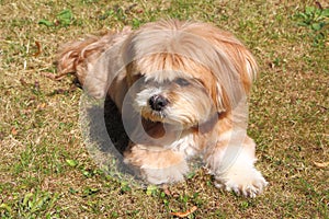 Lhasa Apso laying down on grass