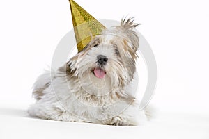 Lhasa Apso Lying Down Wearing Party Hat