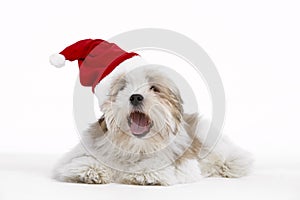 Lhasa Apso Lying Down Wearing Party Hat