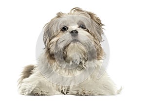 Lhasa apso lying looking at the camera, isolated