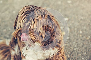 Lhasa Apso old female dog