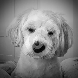 Lhasa Apso Portrait