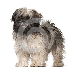 Lhasa apso portrait