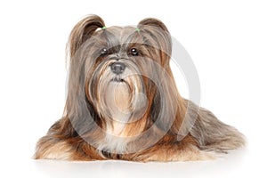 Lhasa apso portrait