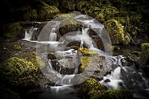 Lhasa Apso portrait, cute dog outdoors