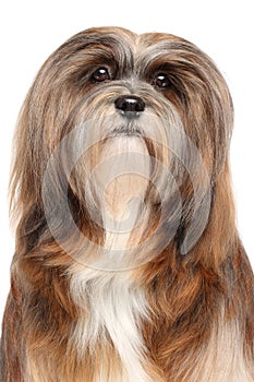 Lhasa Apso portrait