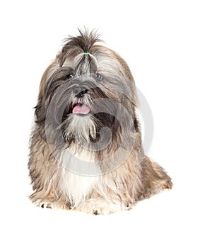 Lhasa Apso puppy