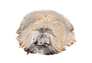 Lhasa apso puppy lying on white