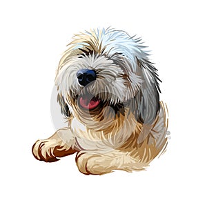 Lhasa apso puppy Tibetan long-haired purebred digital art. Poster with text and watercolor portrait of dog, domestic animal with