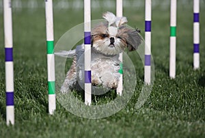 Lhasa Apso running agility